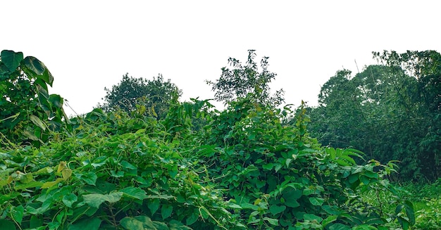 Weelderige groene vegetatie in een natuurlijke omgeving