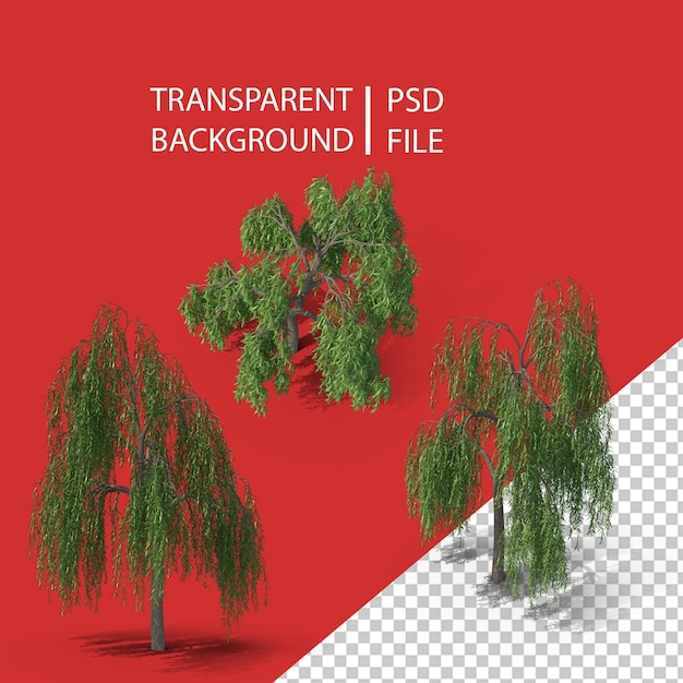 PSD weeping willow tree png