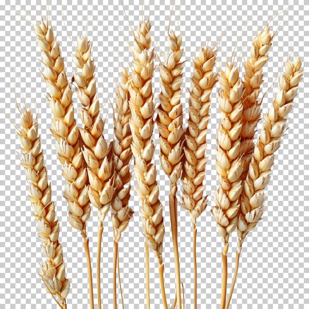 PSD Пшеничные ветви, выделенные на прозрачном фоне