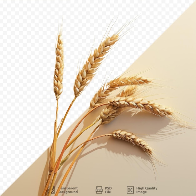 PSD icone raccolto di grano vettoriali