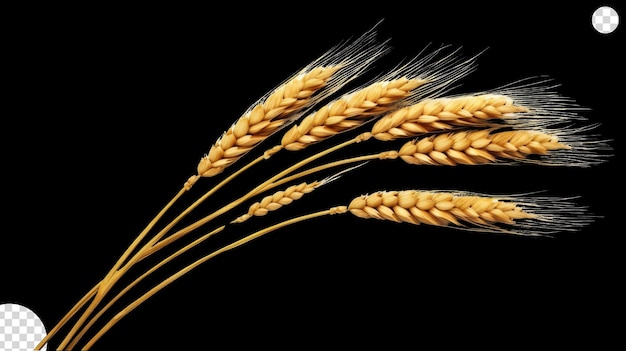 Wheat ears png transparent