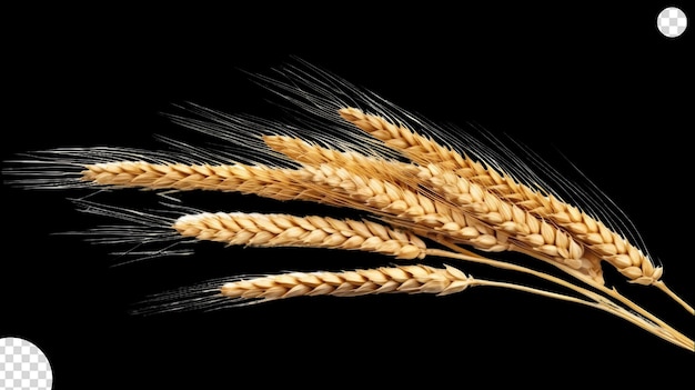 Orecchie di grano png trasparenti