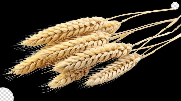 Wheat ears png transparent