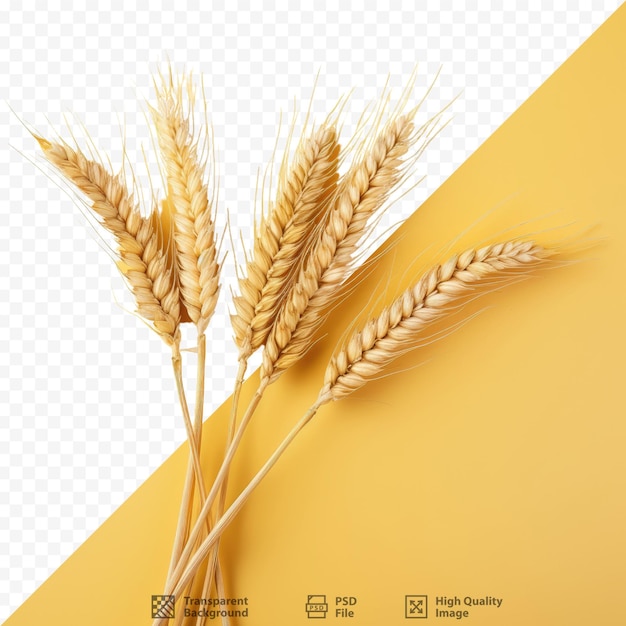 PSD wheat ears on a transparent background with a yellow background