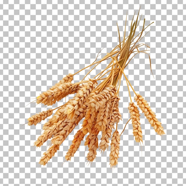 Wheat ears on a transparent background