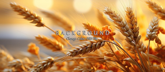 wheat field ears of golden wheat close up rich harvest concept