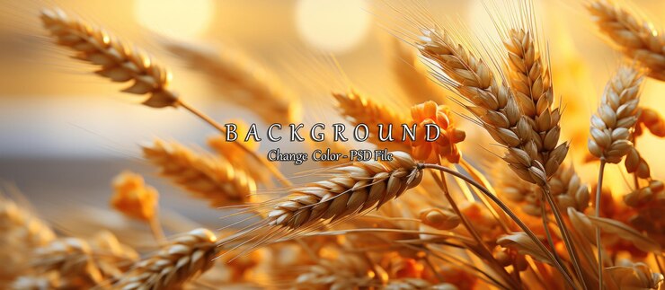 PSD wheat field ears of golden wheat close up rich harvest concept