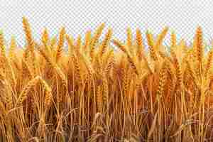 PSD wheat field isolated on transparent background wheat farm png generative ai