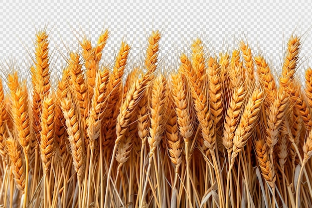 Wheat field isolated on transparent background wheat farm png generative ai