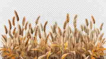 PSD wheat field isolated on transparent background wheat field png clip art generative ai