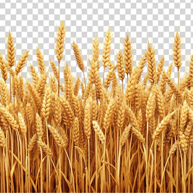 Wheat field isolated on transparent background