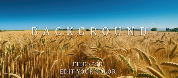 PSD wheat field in summer with clear blue sky