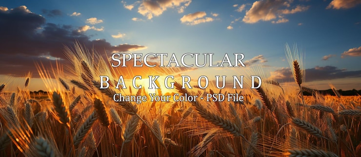 PSD wheat field at sunset ears of golden wheat closeup beautiful nature sunset landscape