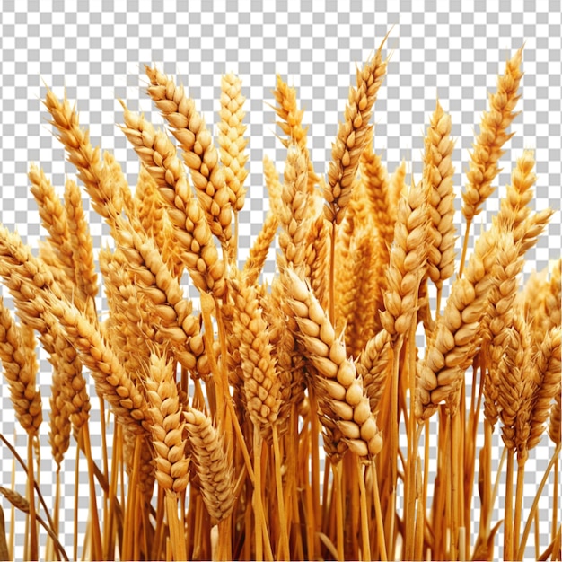 PSD wheat field transparent background