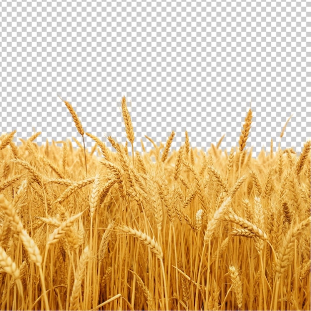 PSD wheat field with spikelets in gold tones