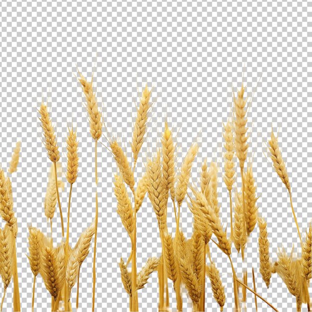 PSD wheat field with spikelets in gold tones