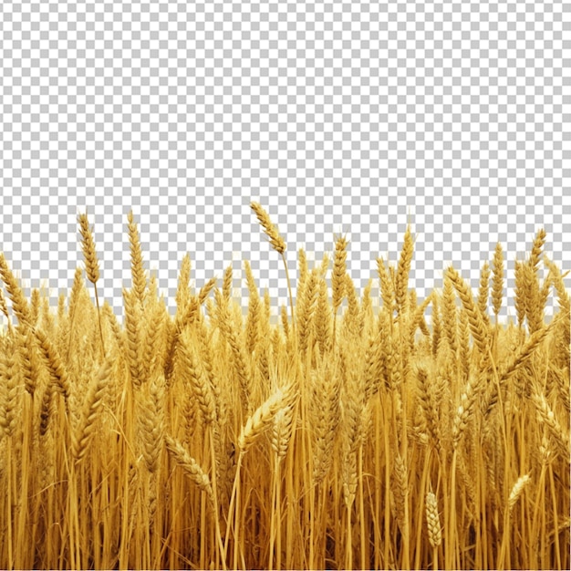 PSD wheat field with spikelets in gold tones