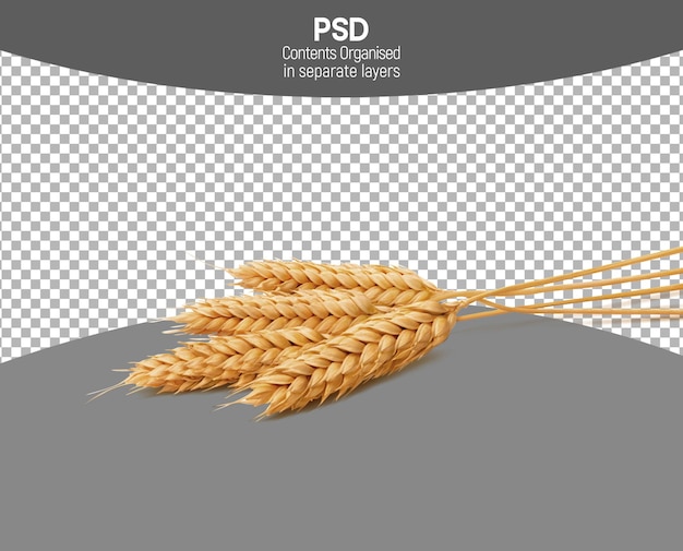 Wheat Grain isolated on Transparent background