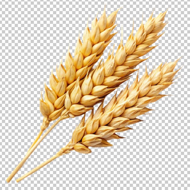 PSD wheat or grain