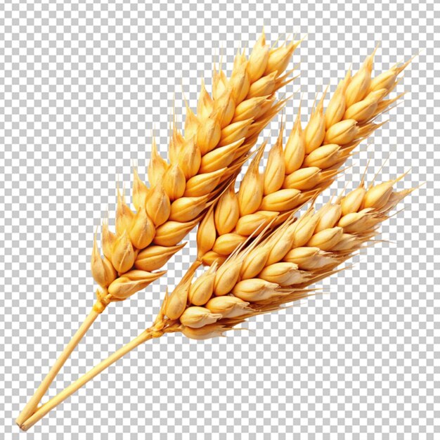 PSD wheat or grain