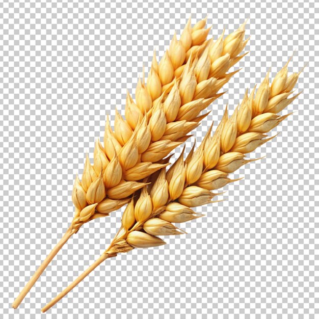 PSD wheat or grain