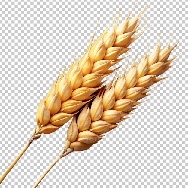 PSD wheat or grain