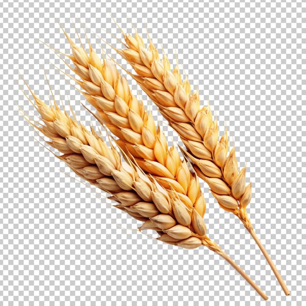 PSD wheat or grain