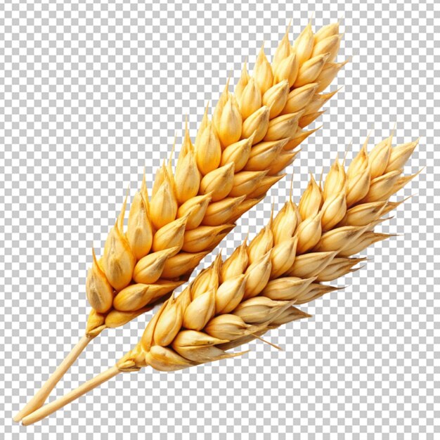 PSD wheat or grain