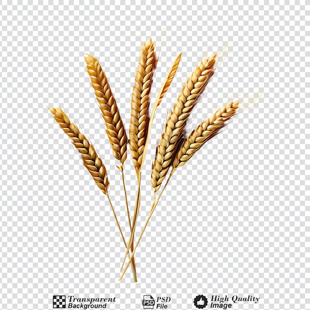 Grani di grano isolati su uno sfondo trasparente
