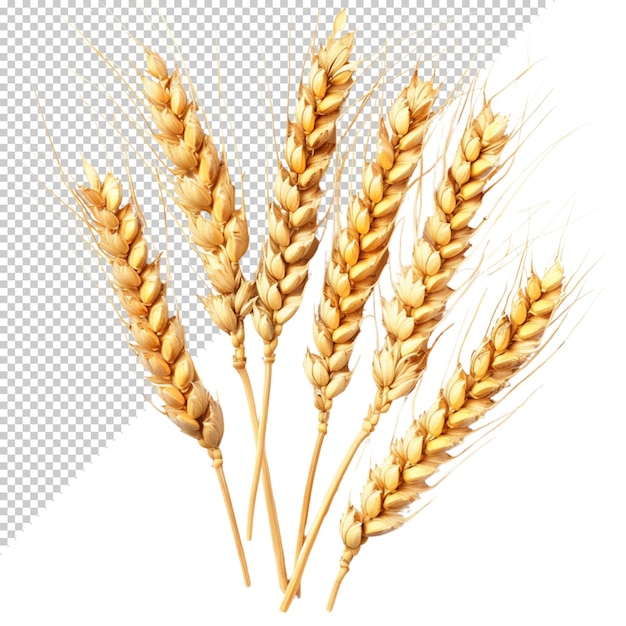 PSD Пшеница, выделенная на прозрачном фоне