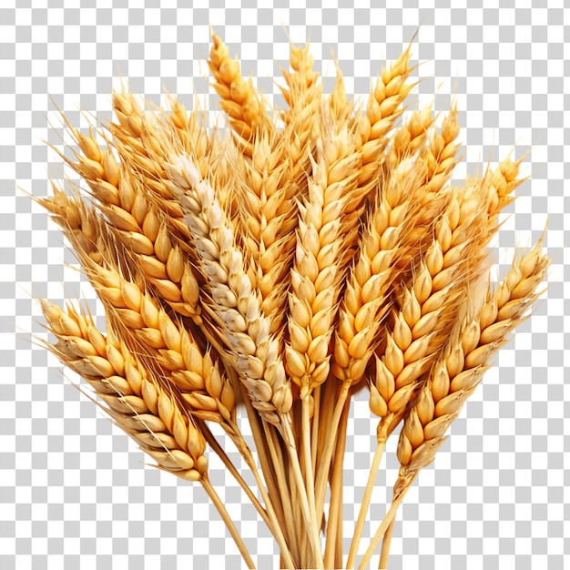 PSD wheat isolated on transparent background