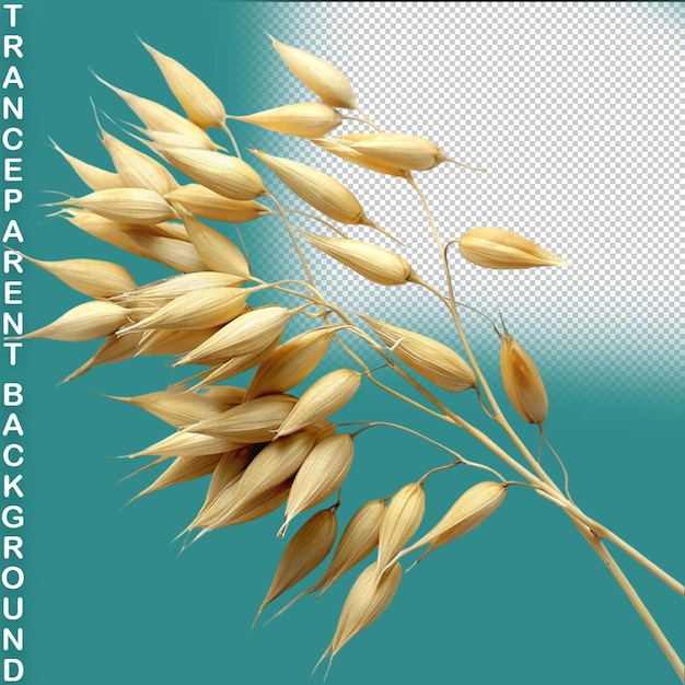 PSD Пшеница, выделенная на прозрачном фоне