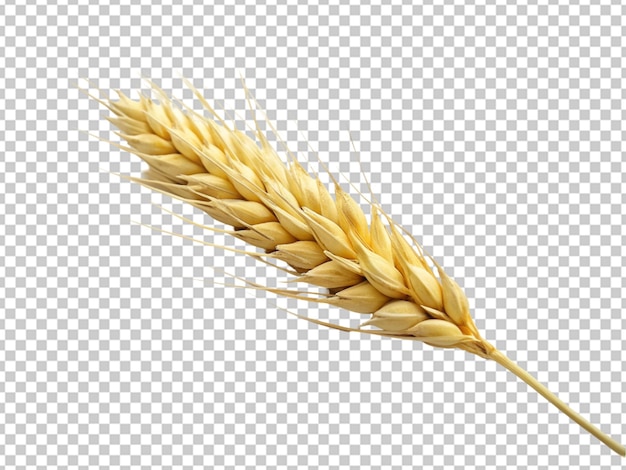 PSD wheat isolated on transparent background