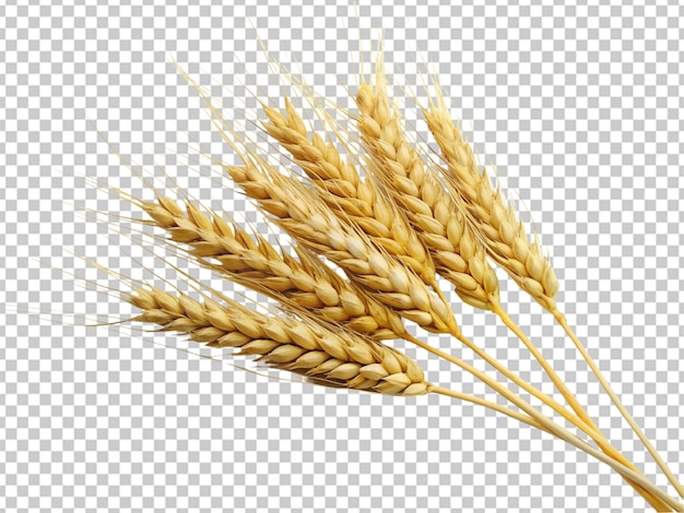 PSD wheat isolated on transparent background