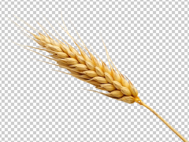 PSD wheat isolated on transparent background