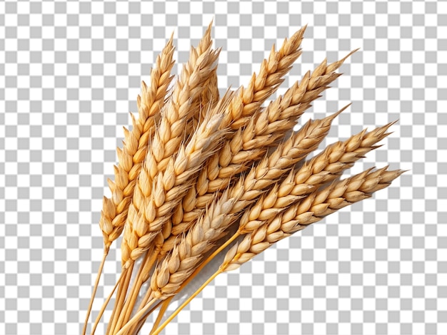 PSD wheat isolated on transparent background