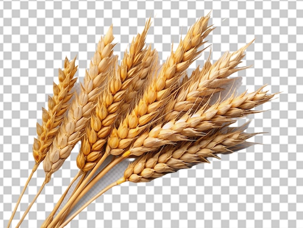 PSD wheat isolated on transparent background