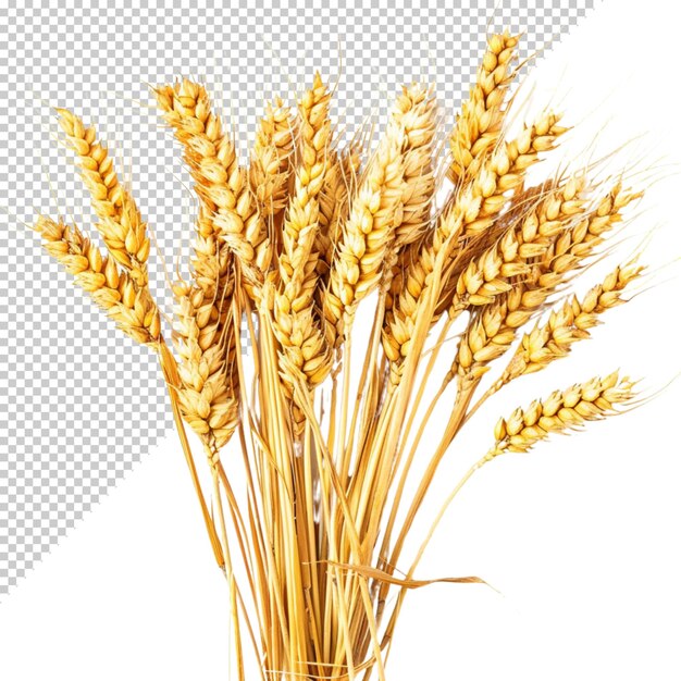 PSD wheat isolated on transparent background