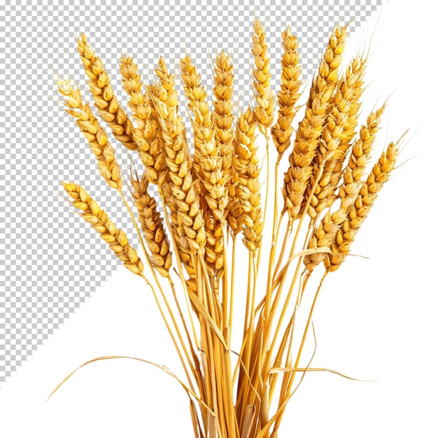 PSD wheat isolated on transparent background