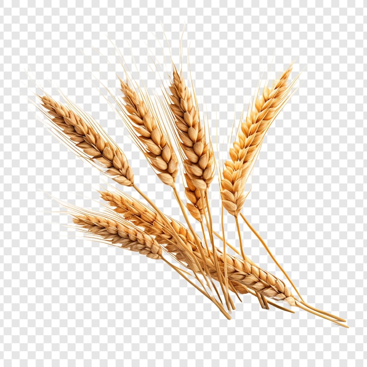 PSD wheat isolated on transparent background