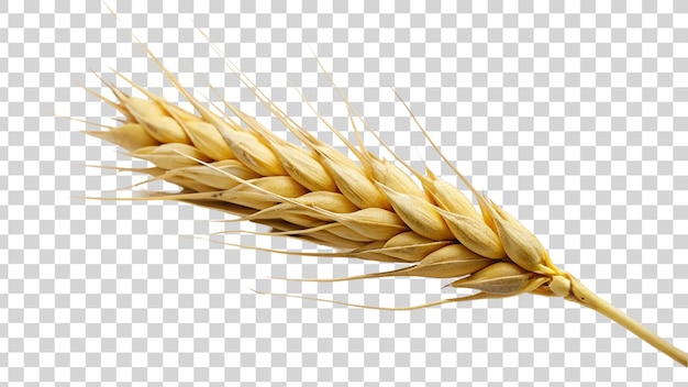 PSD wheat isolated on transparent background