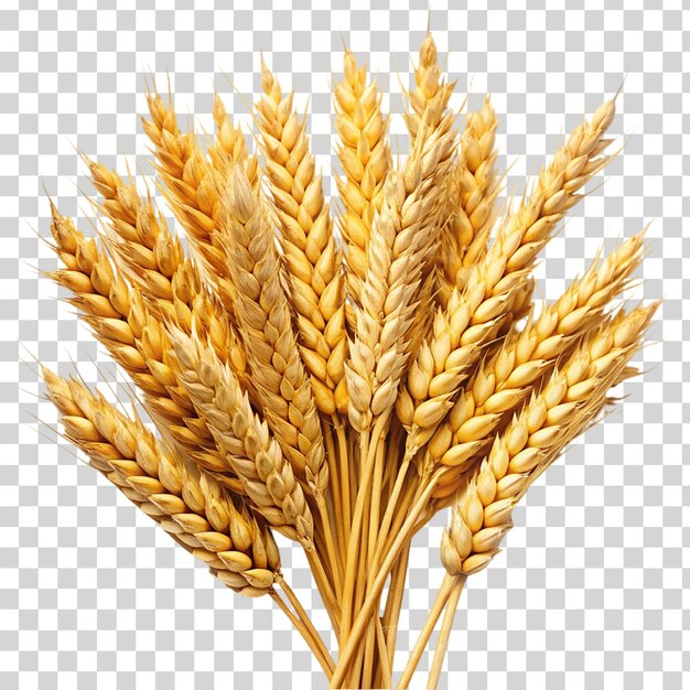 PSD wheat isolated on transparent background