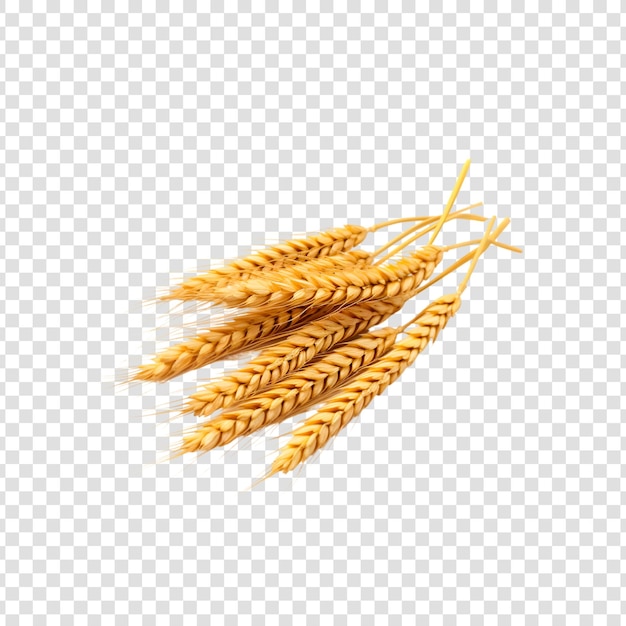 PSD wheat isolated on a transparent background