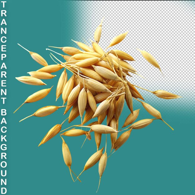 PSD wheat isolated on transparent background