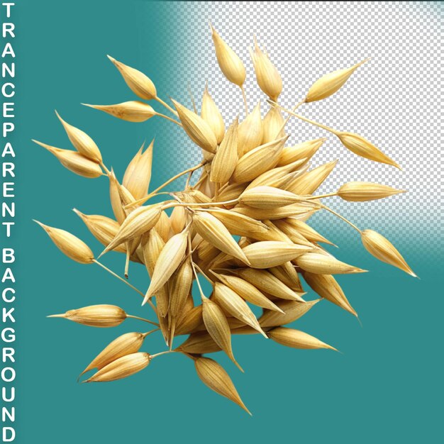 PSD wheat isolated on transparent background