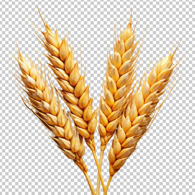 PSD Пшеница или зерно
