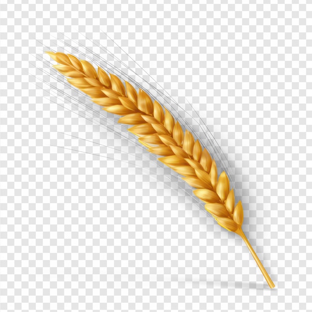 Wheat on transparency background psd