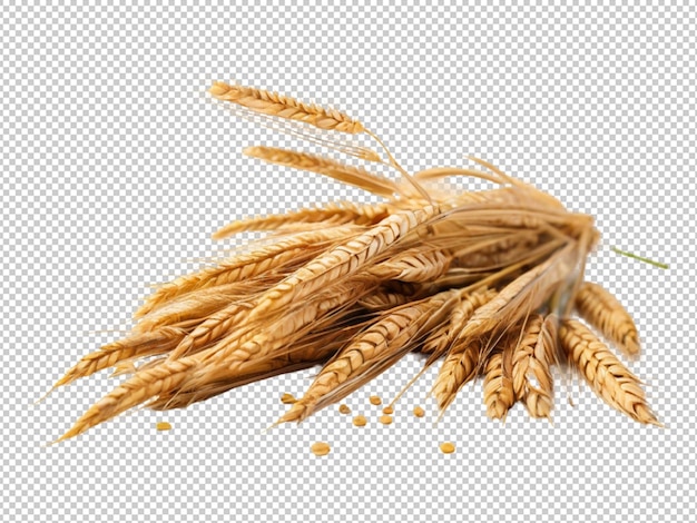 PSD wheat on transparent background