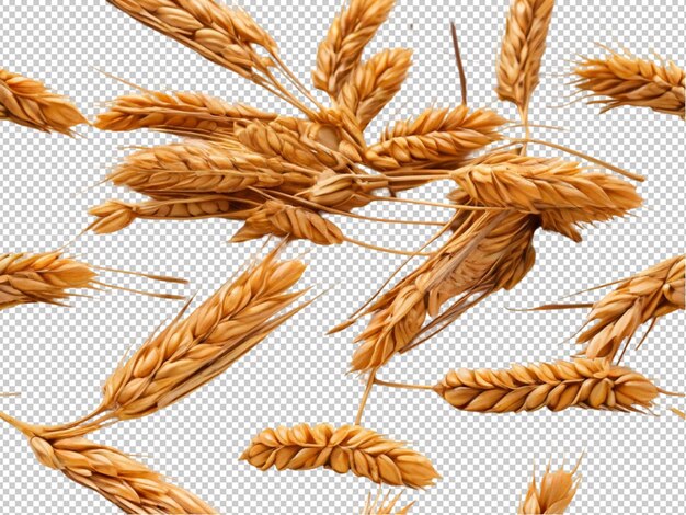 PSD wheat on transparent background