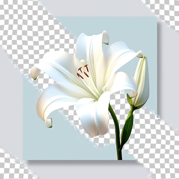PSD amaryllis bianca in fiore